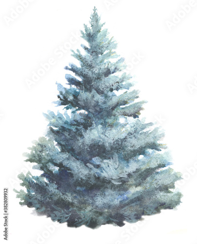 spruce tree watercolor illustration on white. fir-tree hand paint water color