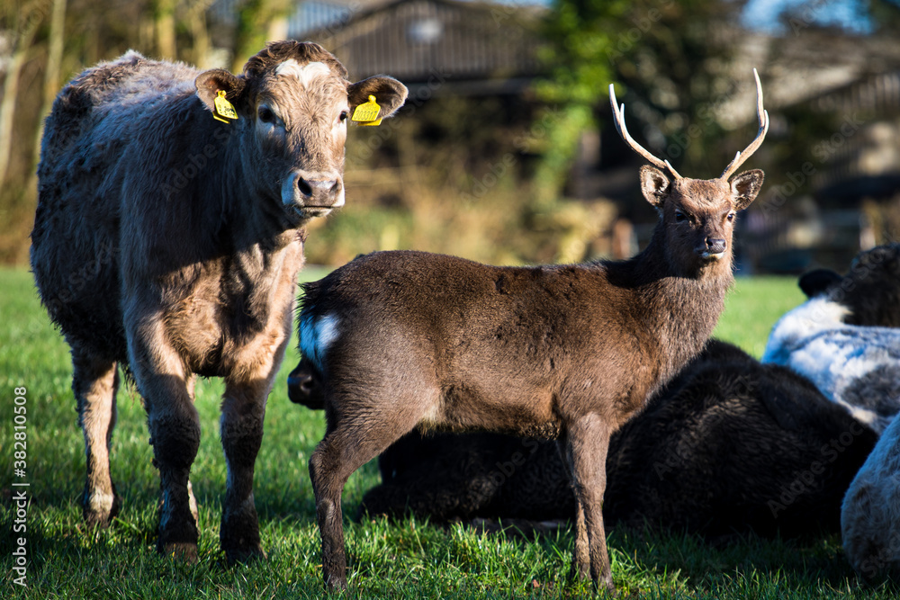 Obraz premium deer cows