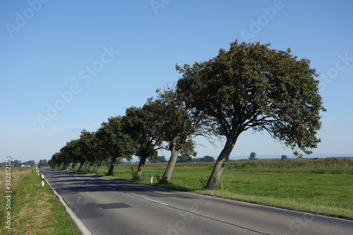 vom Wind gebeugte Allebäume bei Pruchten , Mecklenburg-Vorpommern