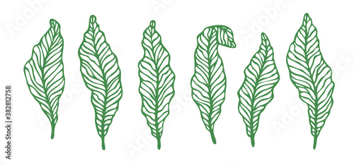 Vector set of leaves. Hand drawn botanical elements isolated on white background