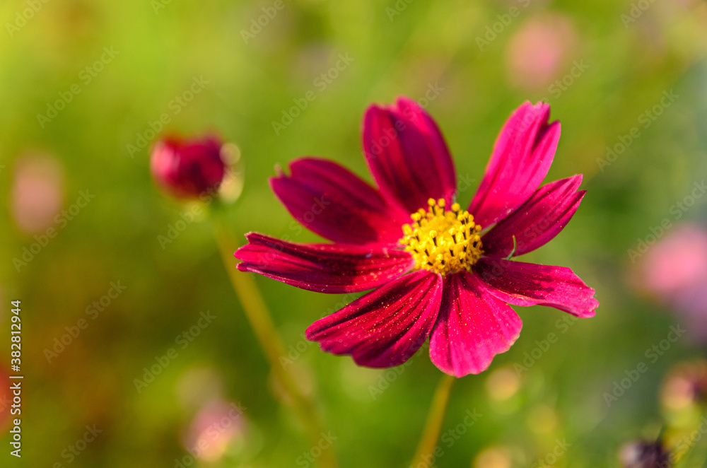 Obraz premium ビビットな紫のコスモス