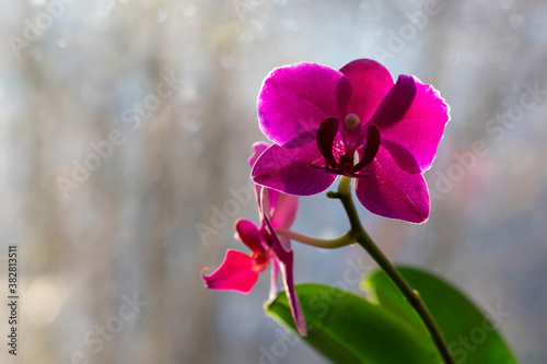 Vivid orchid flowers at windowsill in daytime light. Tropical flowers as decor for office or home. Concept of cozy home.