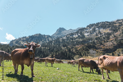Pastoreo en las montañas del pirineo (Valle de Benasque)
