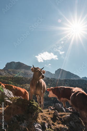Pastoreo en las montañas del pirineo (Valle de Benasque) photo