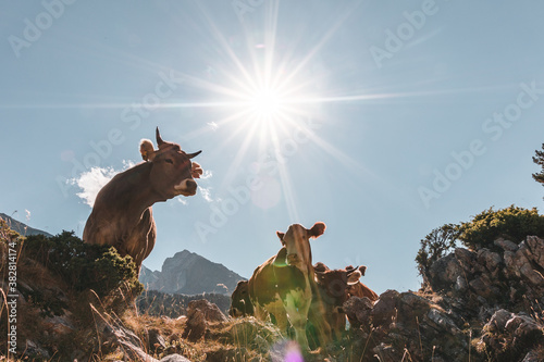 Pastoreo en las montañas del pirineo (Valle de Benasque)