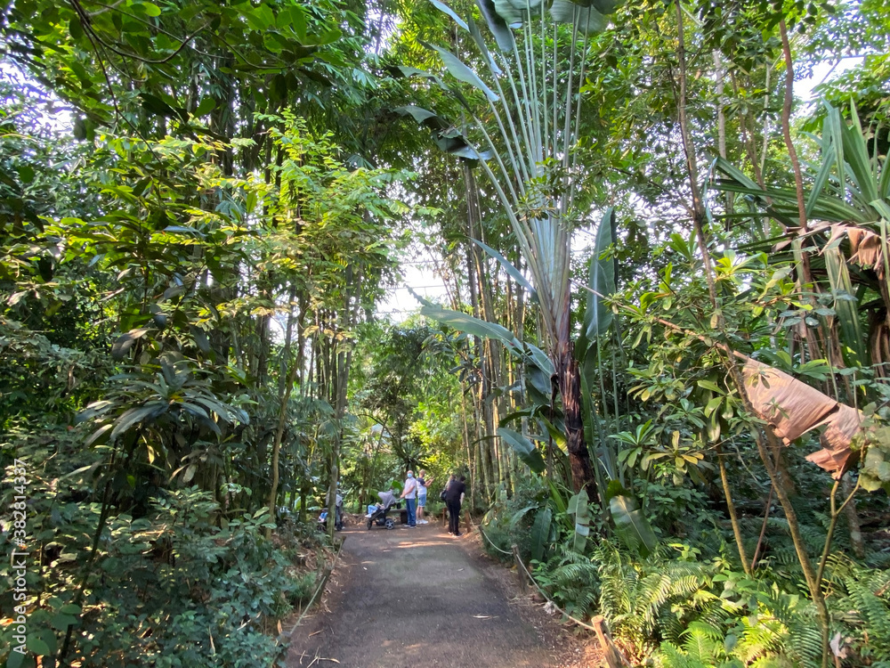 Masoala Rainforest - Der Masoala Regenwald - La Forêt Pluviale de ...