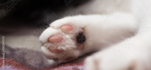 Cat white paw close up with black mother's mark © anasttrofimova20