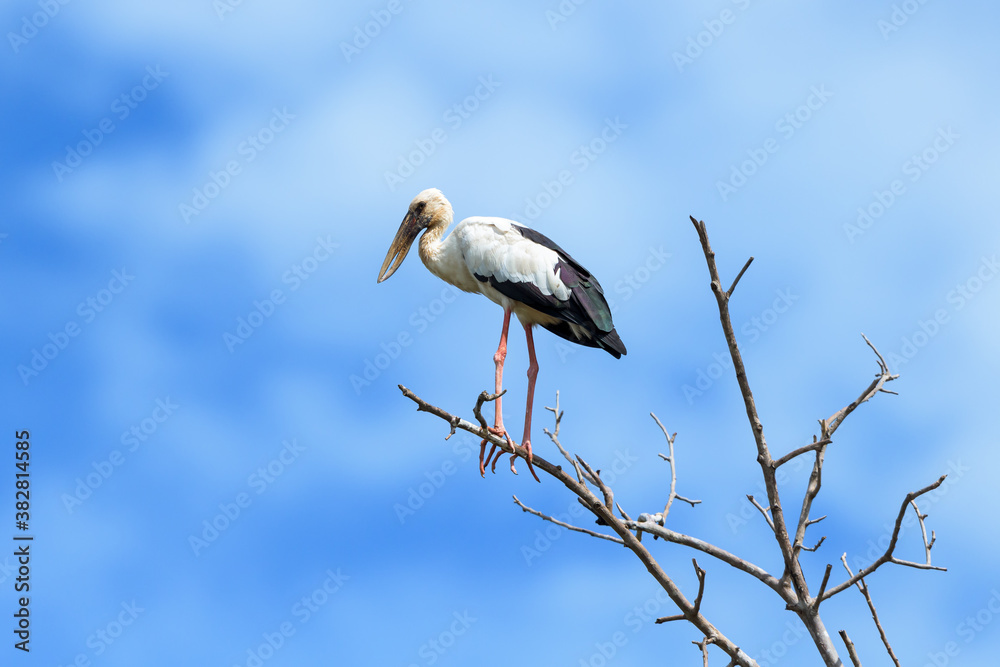 Asian openbill on the dead tree with blue sky Asian openbill on the dead tree with blue sky
