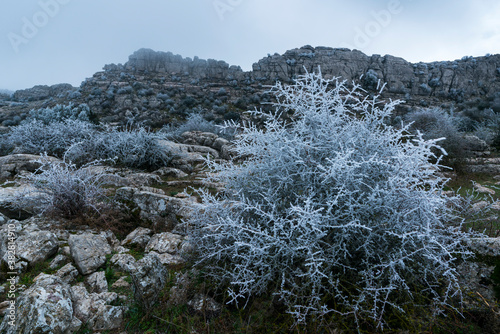 CENCELLADA - SOFT RIME, Torcal de Antequera Nature Reserve, Málaga, Andalusia, Spain, Europe photo