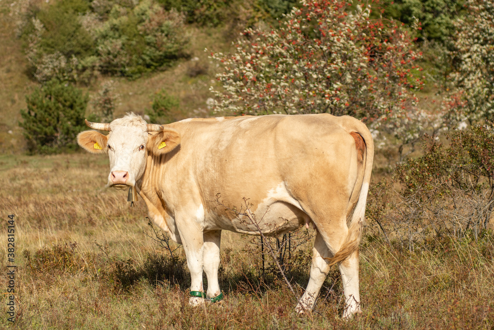 Domestic cow with chained legs standing on the meadow. Domestic cow with chained legs standing on the meadow.