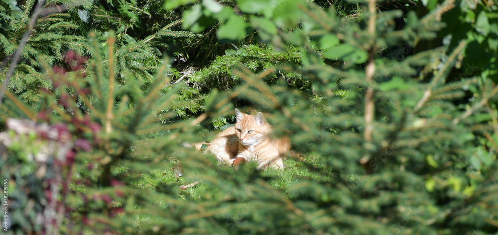 Obraz premium Katze im Versteck 