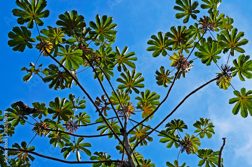 Snakewood tree (Cecropia peltata), Rio de Janeiro, Brazil  photo