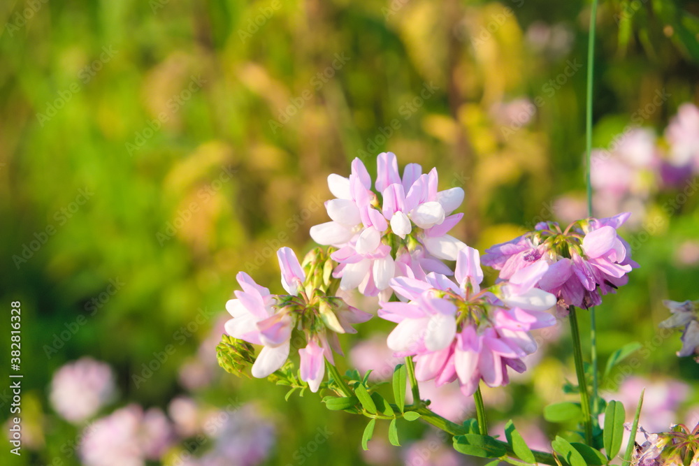 Beautiful wild flower Purple Crown Vetch under the sunlight, scientific