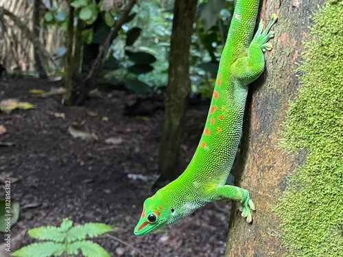 Gold dust day gecko (Phelsuma laticauda, Syn. Pachydactylus laticauda), Der Goldstaub-Taggecko or il felsuma dalla coda larga - The Zoo Zürich (Zuerich or Zurich), Switzerland / Schweiz photo