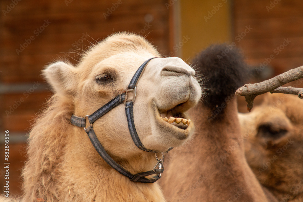 Obraz premium Kamel