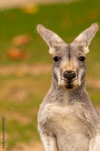 Kangaroo-Portrait 