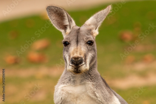 Fototapeta Naklejka Na Ścianę i Meble -  Kangaroo