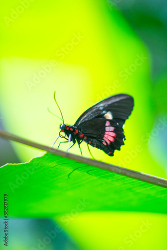 Buterflies, Insectos, Arthropods, Fauna