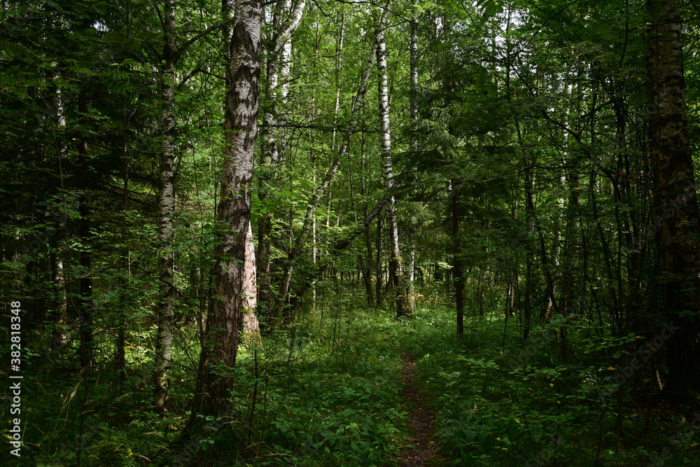 Fototapeta premium forest in spring