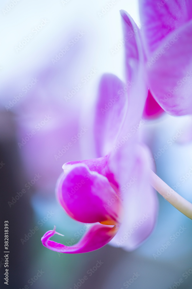 ORCHIDACEAE - ORQUIDEAS ORCHIDACEAE - ORQUIDEAS