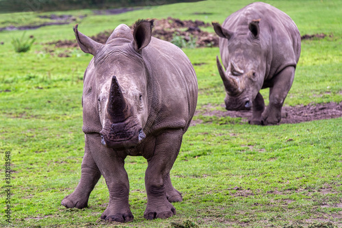White rhinoceros looking to the camera