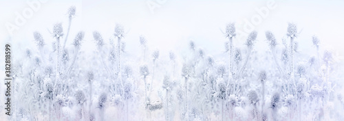 Hoarfrost on thistle - burdock, ice crystal on dry velcro, morning fog and frost in the meadow © PhotoIris2021