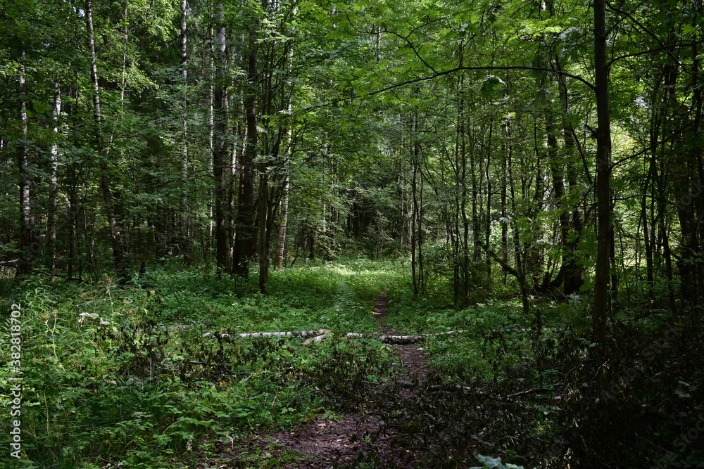 Naklejka premium footpath in the woods