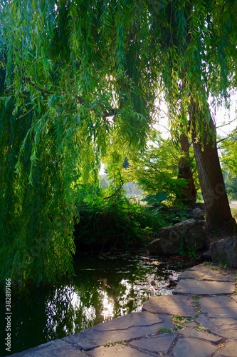 willow tree and pond in the park