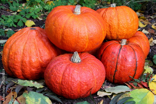 Pumpkin,
Pumpkins,
halloween,
Orange,
fall,
October,
garden,
vegetables,
Vegetable,
harvest,
farm
