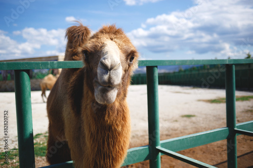 camel in the zoo against the blue sky