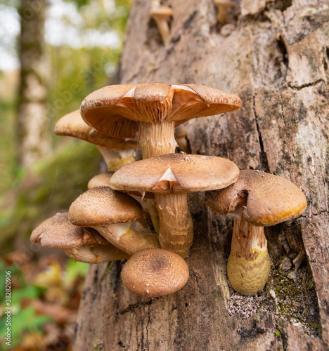Group brown mushrooms on tree stump.