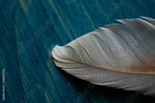 white bird feather on blue wood background close up