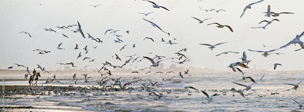 Φωτογραφία Sunset on a winter beach with large numbers of seagulls observed by a person on horseback