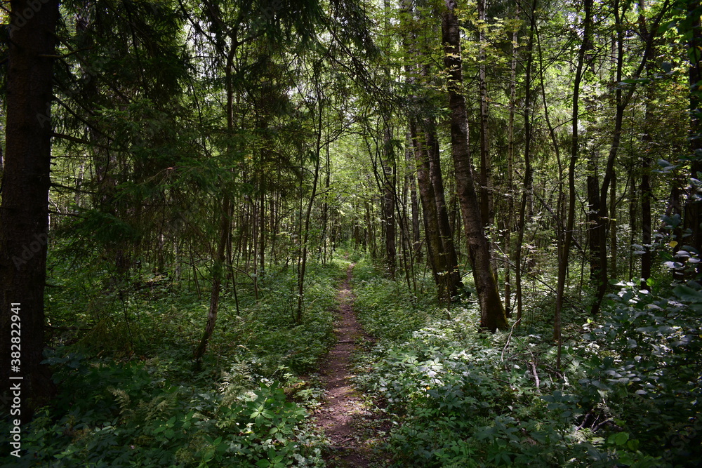 Obraz premium footpath in the woods