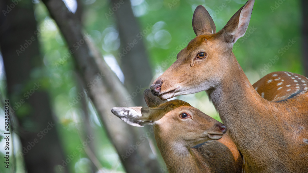 Mother deer licks baby in forest. Maternal love.