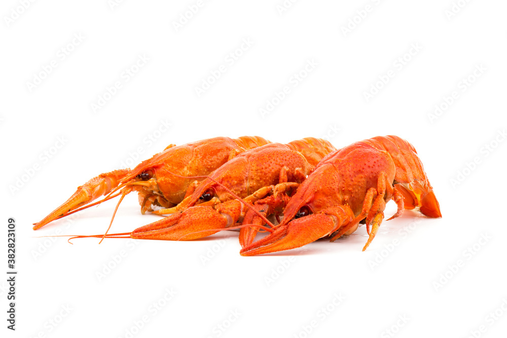 Boiled Fresh Crayfish,Crawfish, isolated on white background Boiled Fresh Crayfish,Crawfish, isolated on white background