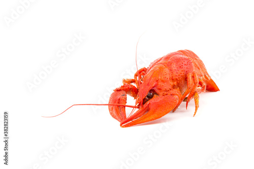 Boiled Fresh Crayfish,Crawfish, isolated on white background