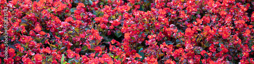 Floral background of bright red flowers in the garden begonias