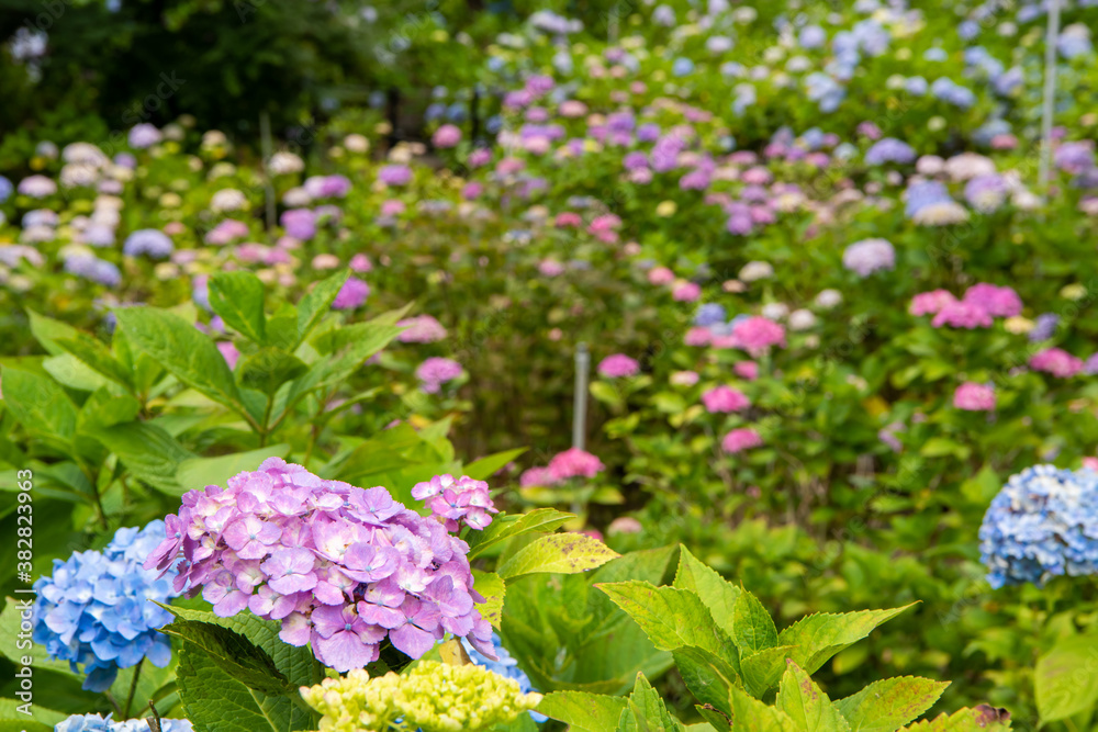 本土寺の紫陽花 本土寺の紫陽花