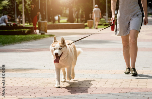 Owner walking with husky dog at the park.