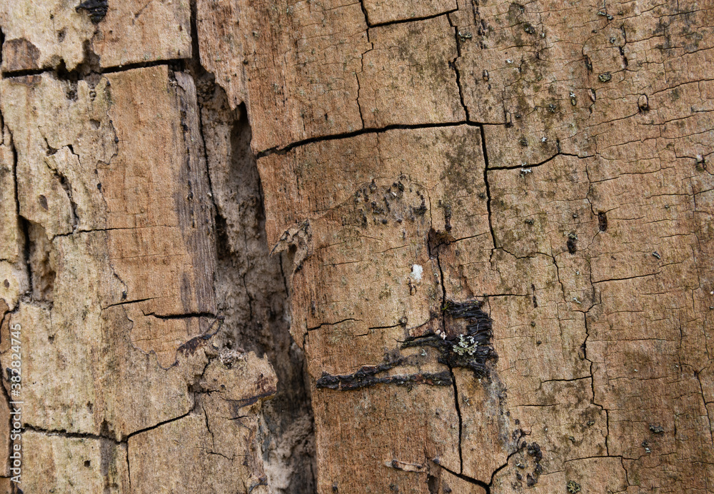 abstract natural old wooden background . abstract natural old wooden background .
