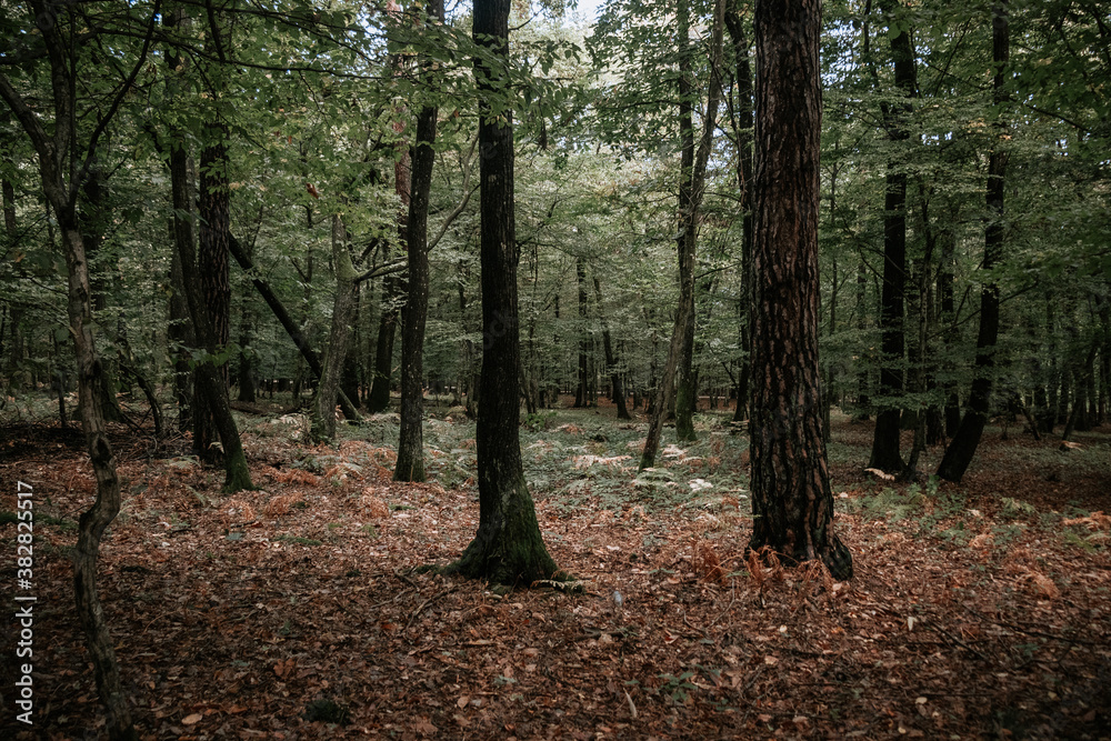 Obraz premium trees in the forest