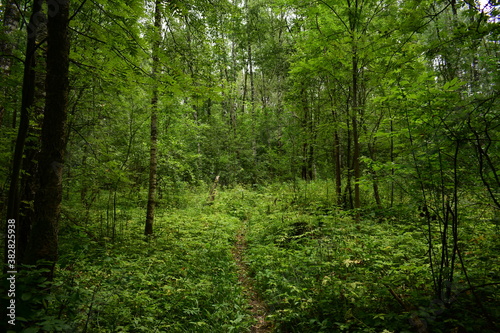 trees in the forest