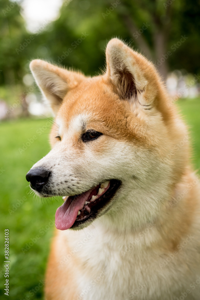 Portrait of cute akita inu dog at the park.