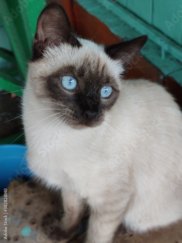 portrait of a cat