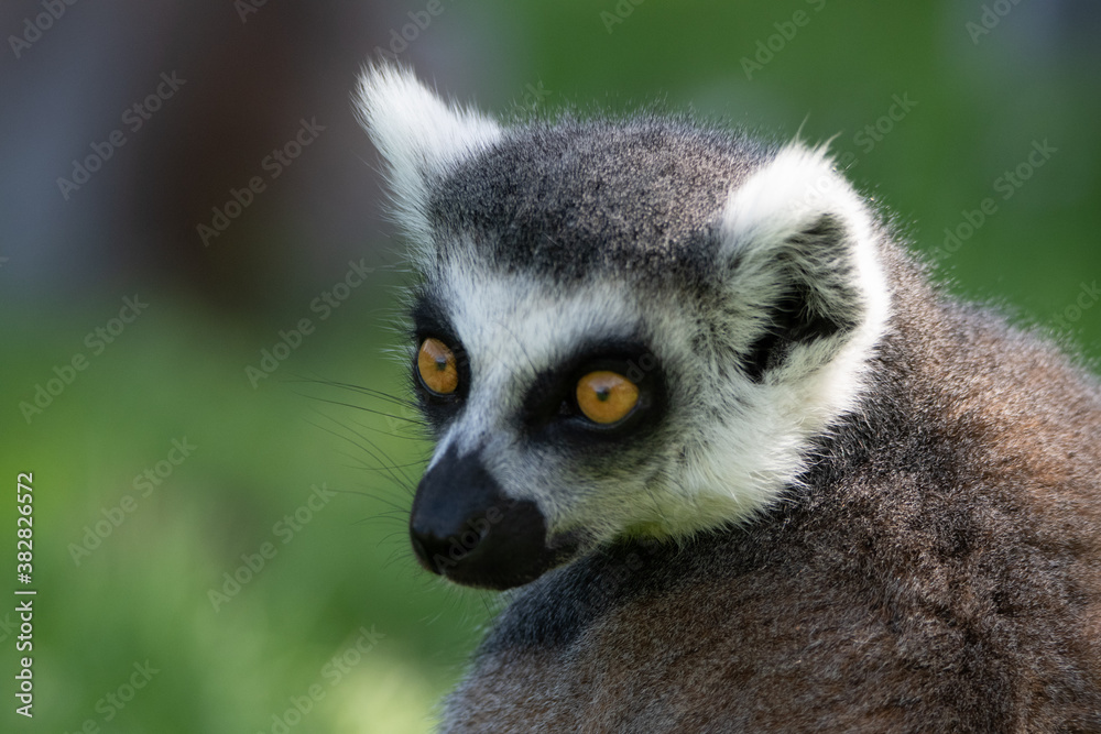 Obraz premium Vari im Portrait X