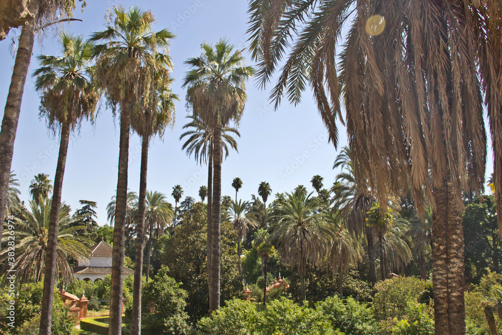 Fototapeta premium Palm tree jungle with a blue sky background