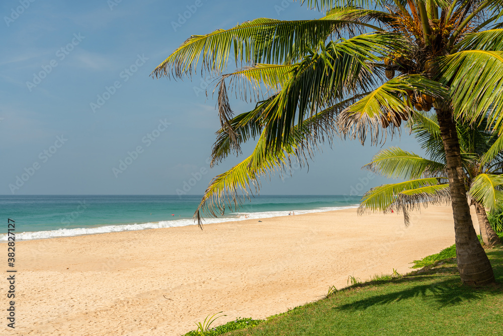 Tropical ocean beach with palm tree, Sri Lanka