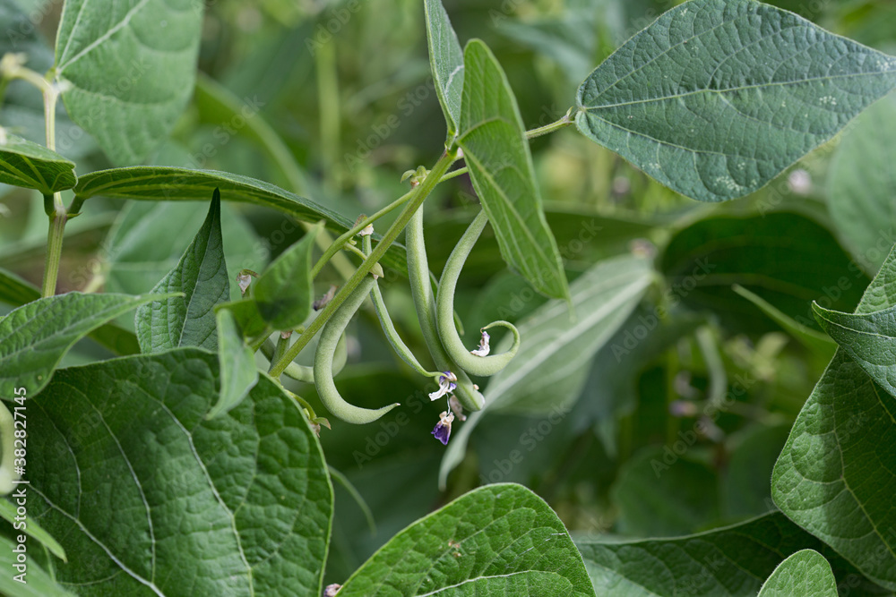 Haricots verts Haricots verts