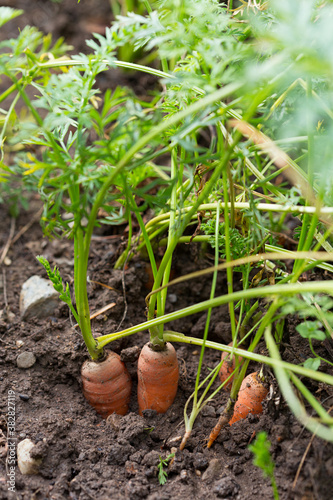 Carottes